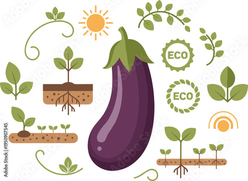 Eggplant Plant Growth Stages with Seed Germination, Roots, Leaves, Soil and Eco Organic Farming Symbols Botanical Agriculture Vector Illustration