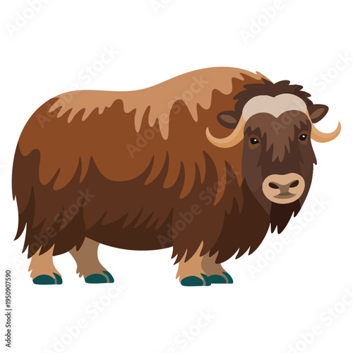 Musk ox isolated flat vector illustration on white background arctic wildlife mammal design element