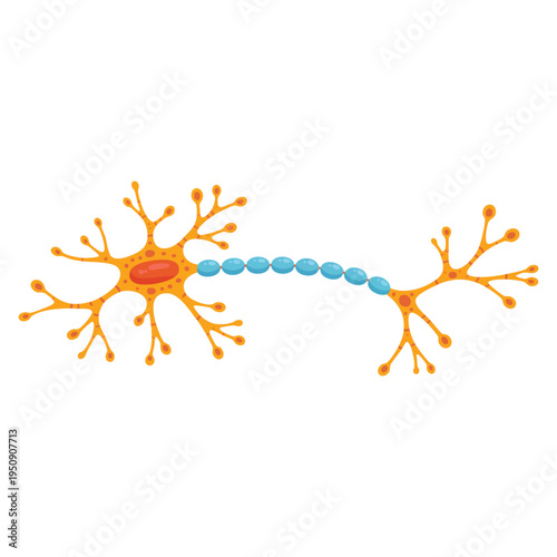 Nerve cell human vector illustration perfect for biology anatomy science medical education research and neuroscience themed artwork