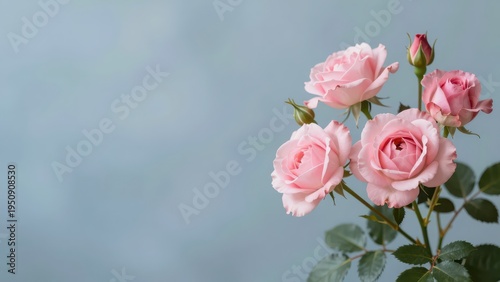 A Bouquet of Pink Roses on a Soft Blue Background with Ample Copy Space
