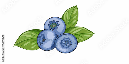 Illustration of three blueberries with vibrant green leaves on a white background