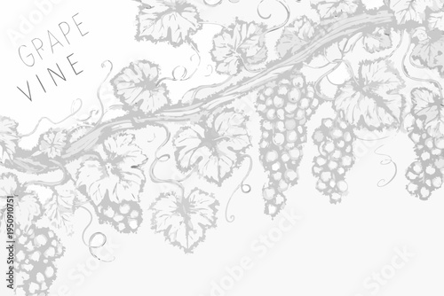 Elegant grayscale illustration of a grape vine with detailed leaves and bunches