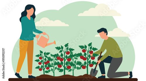 Couple gardening, watering and cultivating fresh tomato plants in a garden
