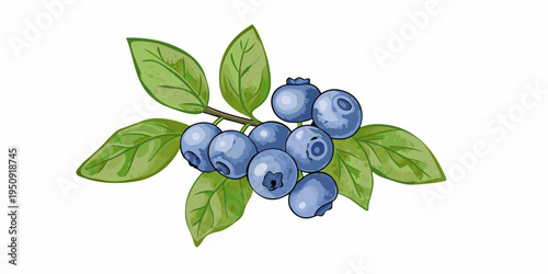 Illustration of a blueberry branch with vibrant green leaves and berries