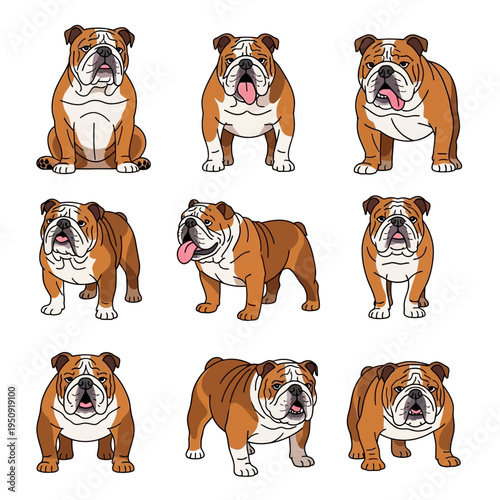 Brown and white English bulldogs variety.