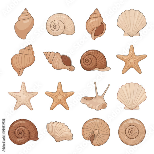 Collection of seashells and starfish.