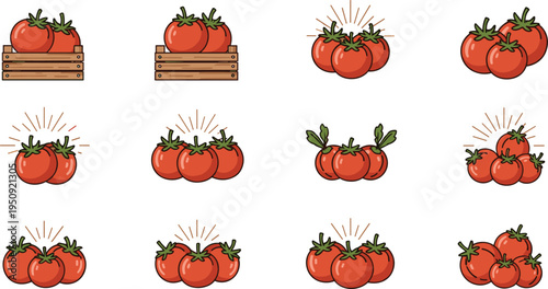 Fresh tomato collection with different clusters and crate arrangements, organic vegetable food vector illustration set
