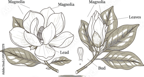 Magnolia flower botanical engraving with labeled parts, vintage scientific plant illustration showing petals leaves and bud vector