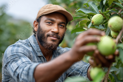 close up of farmer picking guava from branch