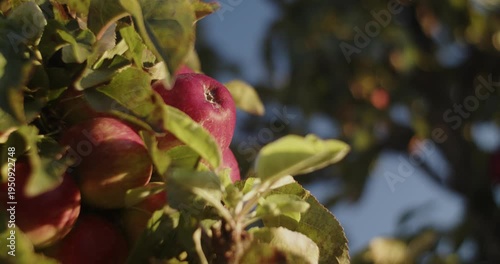 Apple tree in the morning laden with ripe apples ready for picking