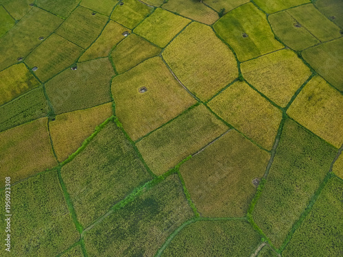 Aerial drone view of patchwork rice fields and green farmland forming natural mosaic pattern landscape