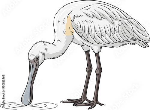 Realistic pelican bird drinking water with long beak and detailed feathers, coastal wildlife vector illustration isolated