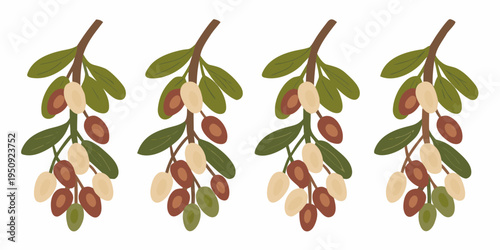 Four olive branches with green leaves and ripening olives displayed vertically