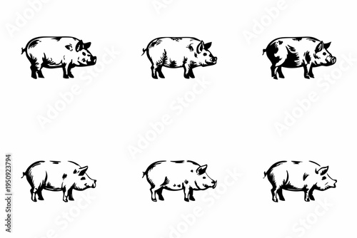 A collection of sketch style pig illustrations in a grid arrangement