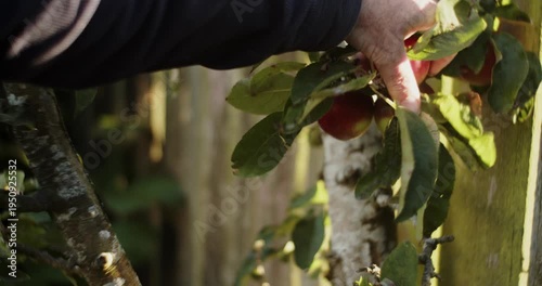 Apples being picked from a tree in slow motion