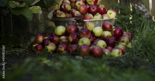 Tilting up to a pile of freshly picked organic apples
