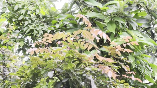 A wide shot of various green tree leaves and garden plants swaying gently, showcasing vibrant nature.