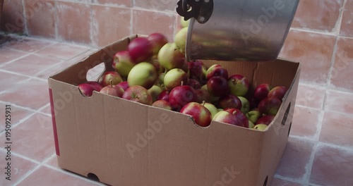 Harvested apples being tipped in abox in slow motion from a bucket