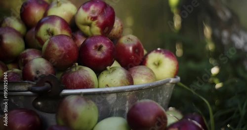 Pile of freshly picked organic apples - close up