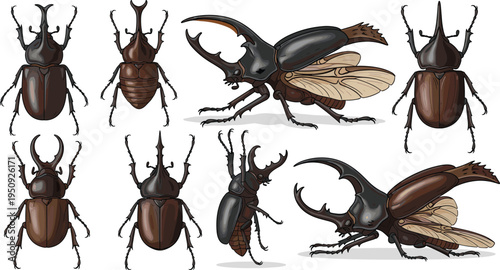 Realistic rhinoceros beetle and stag beetle collection detailed insect set with wings horns top and side view vector illustration