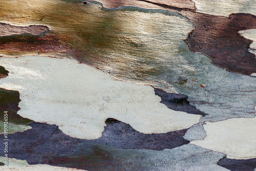 Close-Up Texture of Eucalyptus Tree Bark, Peeling Natural Wood Background, colorful spots beauty nature pattern . Macro photo nature design backgrounds eco nature textures, minimal botanical style