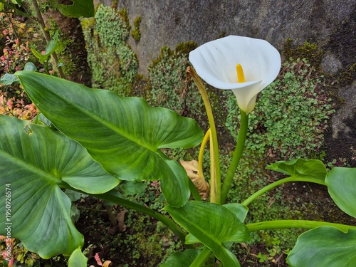 cala lily zantedeschia with green leaves in a natural outdoor setting