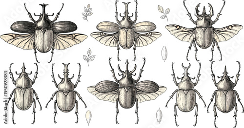 Vintage Hand Drawn Rhinoceros Beetle and Stag Beetle Entomology Illustration Collection with Wings, Botanical Elements and Detailed Scientific Insect Sketch Set
