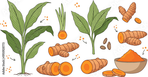 Turmeric Plant Growth Stages with Root Rhizome Slices Powder and Leaves Botanical Herbal Medicine Vector Illustration
