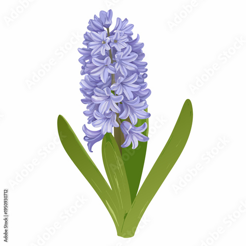 A vibrant illustration of a purple hyacinth flower with green leaves