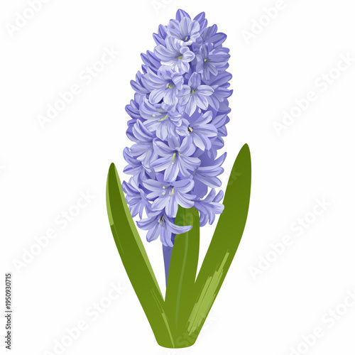 A vibrant illustration of a single purple hyacinth flower in bloom