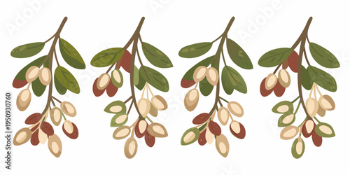 Four olive branches with varying stages of fruit development illustrated