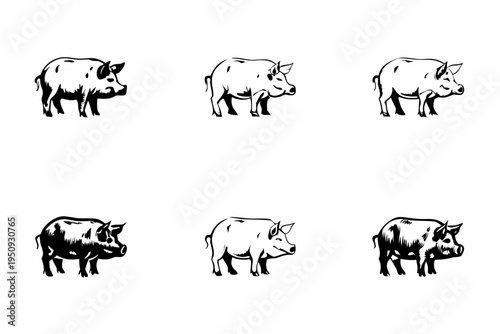 Six monochrome illustrations depict various perspectives of domestic pigs