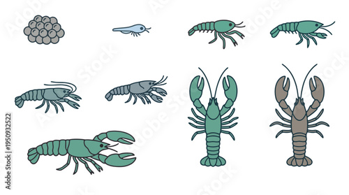 Lobster Life Cycle and Marine Growth Stages from Egg to Adult with Seafood Icons