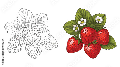Comparison illustration showing a black and white line drawing next to a colored version of a cluster of ripe red strawberries and flowers.