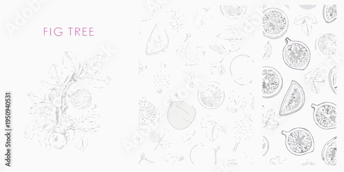 Botanical illustration of a fig tree branch and scattered figs