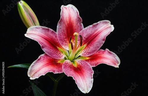 A stunning closeup of a blooming pink tiger lily flower with vibrant petals and green leaves, isolated against a black background to highlight the natural beauty of this floral spring blo