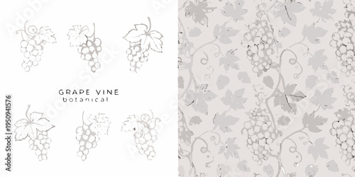 Delicate botanical illustration of grape vines and bunches of grapes