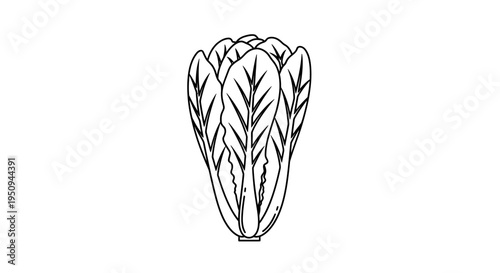 Black and White Line Art Illustration of a Fresh Head of Lettuce