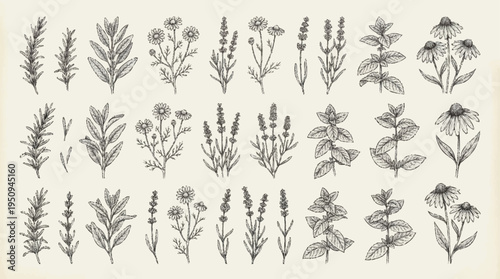 Collection of various wildflowers and herbs.