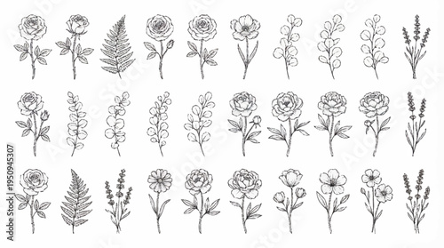 Collection of various flower illustrations.