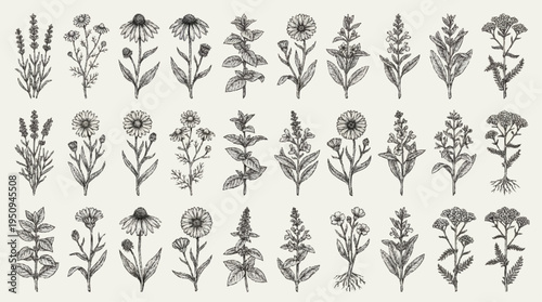 A collection of various wildflowers and botanical illustrations.