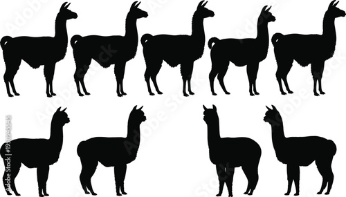 Black silhouette collection of llama and alpaca animals standing in rows isolated on white background for farm and nature designs