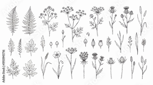 Collection of various wildflowers and plants.