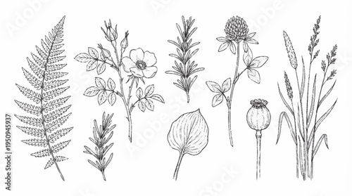 A collection of various wildflowers and plants.