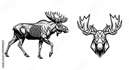 Black and white vector illustration of a moose and moose head