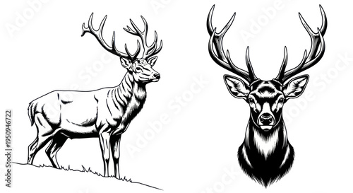 Black and White Deer Illustration, Majestic Stag Profile  Headshot Vector Art