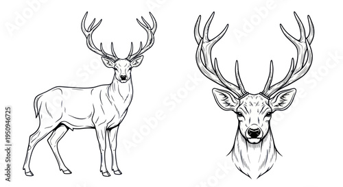 Majestic Stag Deer Full Body and Head Line Art Illustration