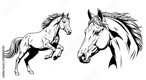 Horse Line Art Vector: Rearing Horse and Head Portrait Black White