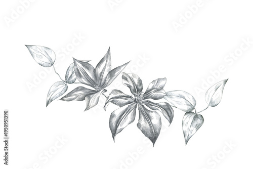 фотографія Hand drawn pencil sketch clematis flowers and leaves composition