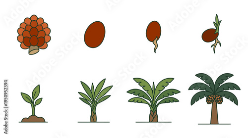 Oil Palm Tree Life Cycle and Growth Stages from Seedling to Mature Tree